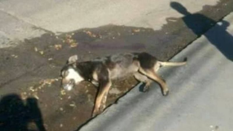 Quieren terminar con el envenenamiento de perros