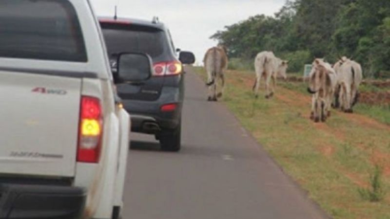 Una combi chocó con un animal en la ruta 46