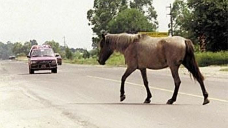 Secuestran animales sueltos en Av. Presidente Castillo