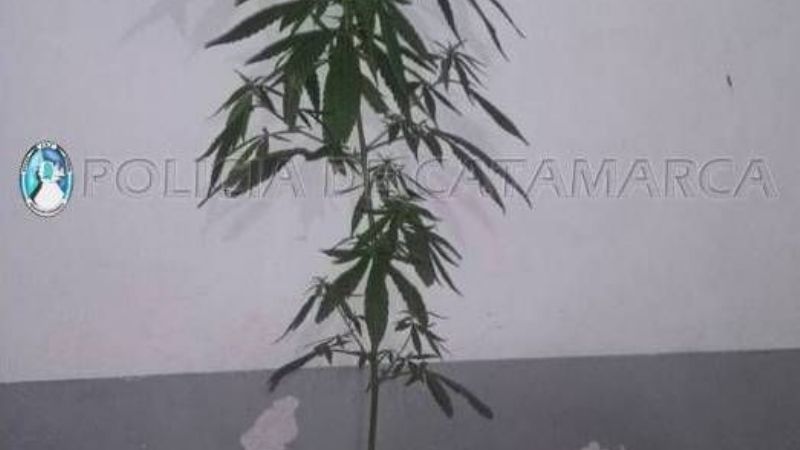 Mujer entregó una planta de marihuana que había en su casa