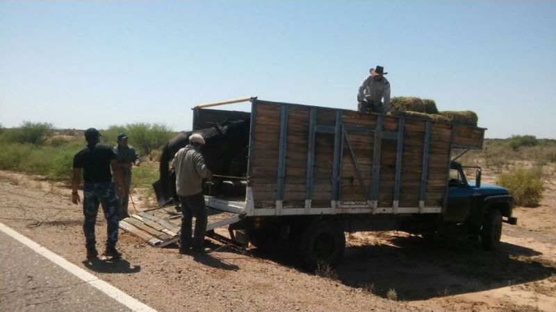 Secuestran animales sueltos
