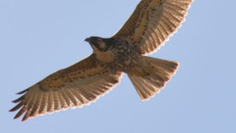 Liberaron más de cien animales silvestres en lo que va del año