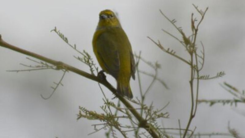 Liberaron más de cien animales silvestres en lo que va del año