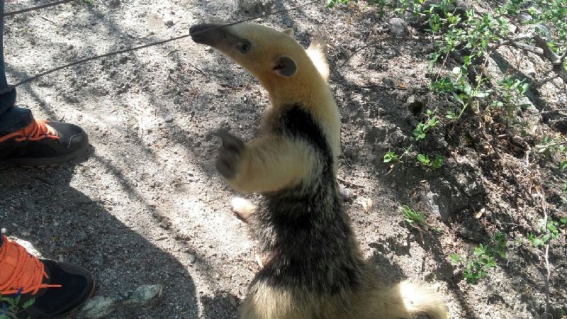 Liberaron más de cien animales silvestres en lo que va del año