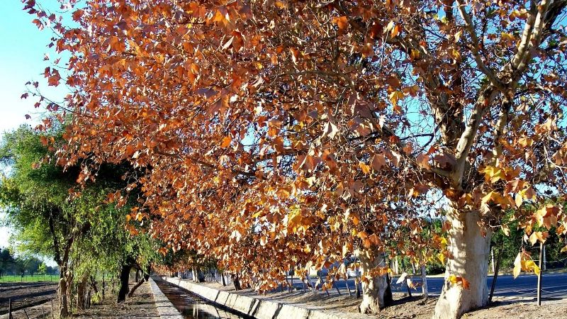 Murió un niño al caer a un canal