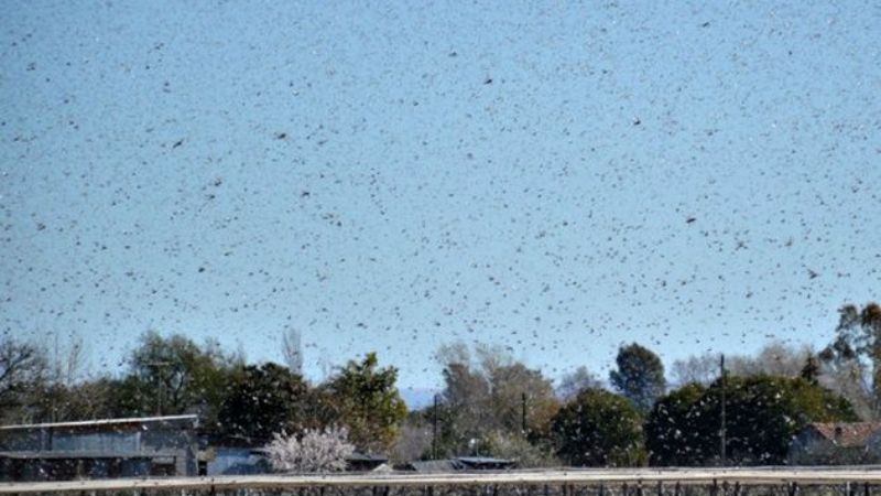 Invasión de langostas en Catamarca, Tucumán y Santiago
