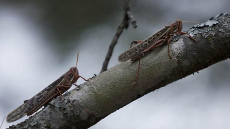Alerta del Senasa: lo peor de la plaga de langostas está por venir