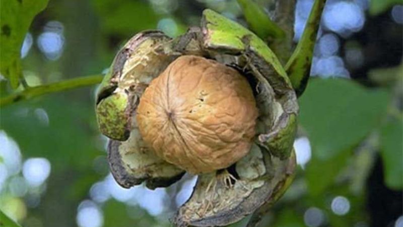 IV Simposio Internacional de Nogalicultura