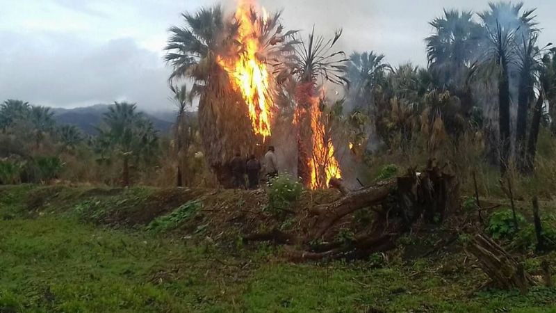 Indignación por quema de palmar único en la Provincia