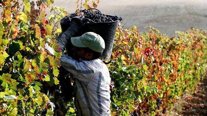 San Juan y Mendoza “arden” por la importación de vinos