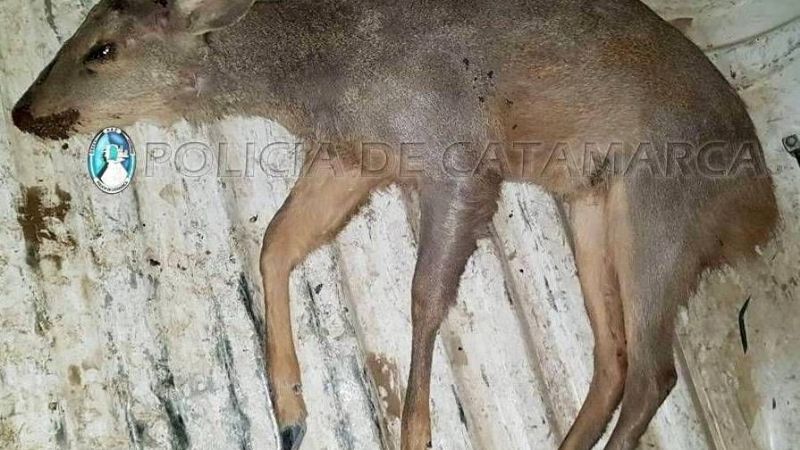 Encuentran una corzuela herida atacada por perros