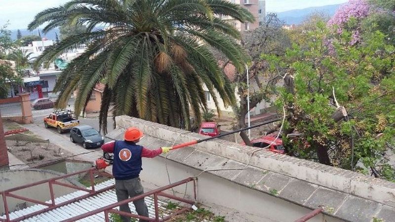Realizaron poda de árboles peligrosos en el Hospital de Niños