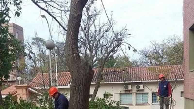 Realizaron poda de árboles peligrosos en el Hospital de Niños
