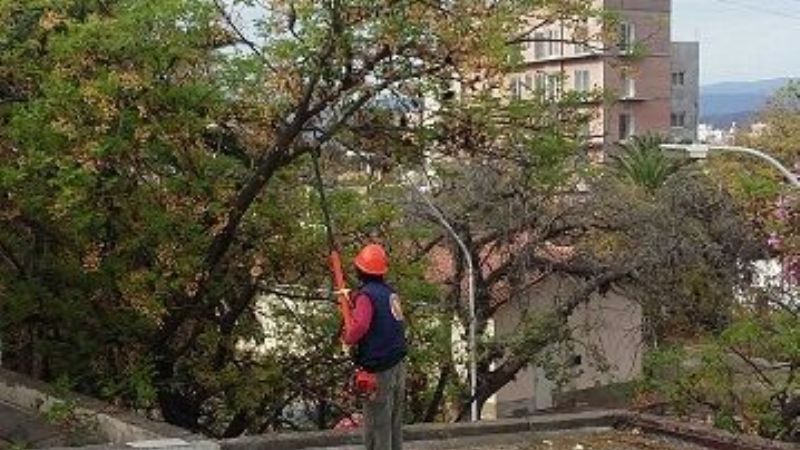 Realizaron poda de árboles peligrosos en el Hospital de Niños