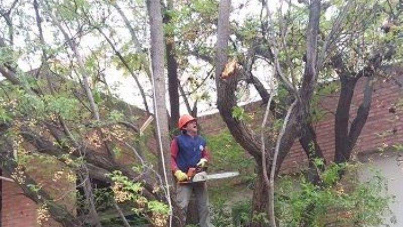 Realizaron poda de árboles peligrosos en el Hospital de Niños