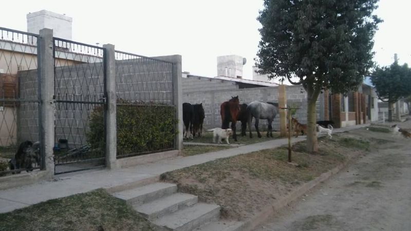 Animales sorprenden a vecinos en la puerta de su casa