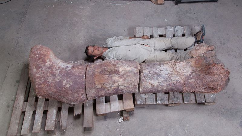Dan a conocer al dinosaurio más grande de todos los tiempos