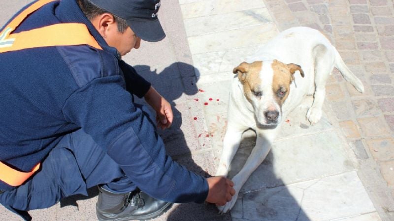 “Trapito” atacó a un perro con un ladrillo