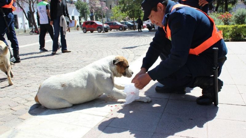 “Trapito” atacó a un perro con un ladrillo