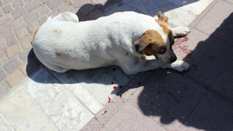 “Trapito” atacó a un perro con un ladrillo