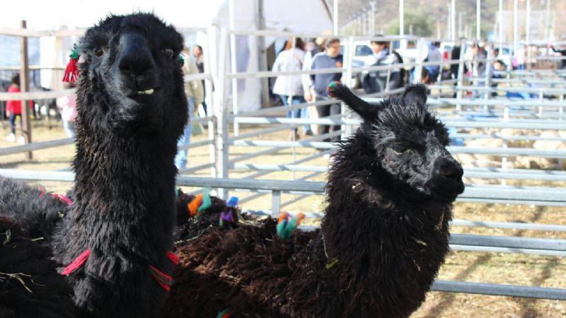 Imponente cierre de la Expo Productiva 2017