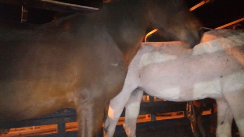 Animales sueltos: fuerte operativo en rutas lapaceñas