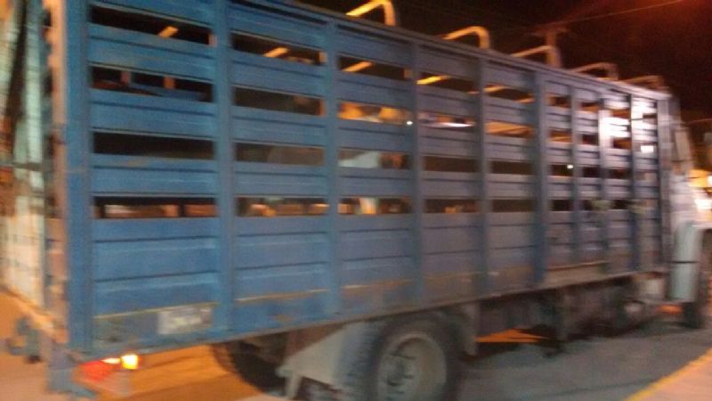 Animales sueltos: fuerte operativo en rutas lapaceñas