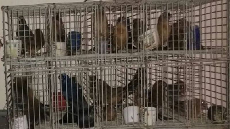 Secuestraron 121 aves canoras
