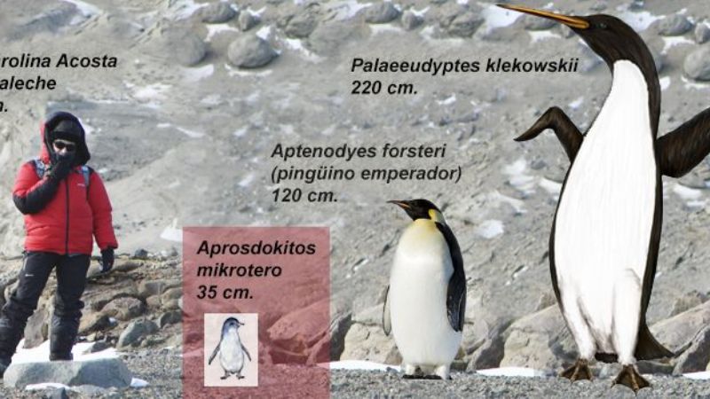 Descubren pingüino enano de 34 millones de años en la Antártida