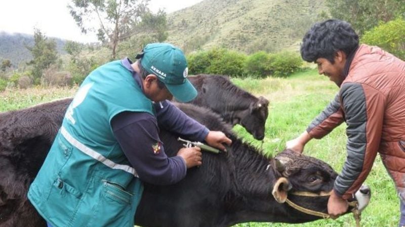 Capacitación en Sanidad Animal