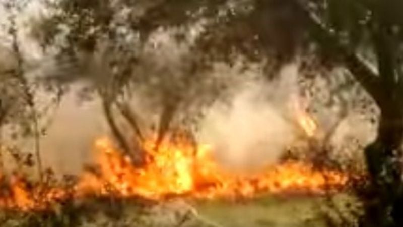 Incendio de magnitud en un campo de olivos