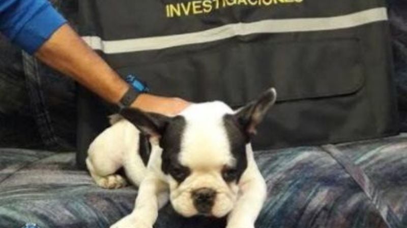 Recuperan un costoso perro de raza que había sido robado