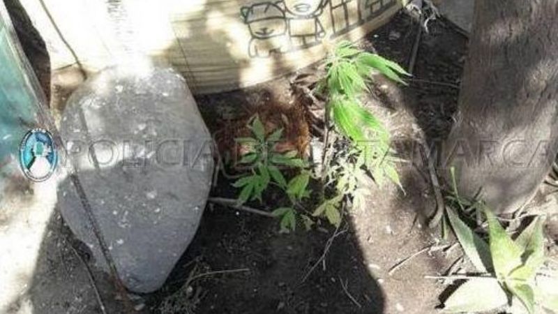 Fueron por un televisor robado y encontraron plantines de Marihuana