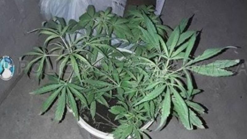 Fueron por un televisor robado y encontraron plantines de Marihuana
