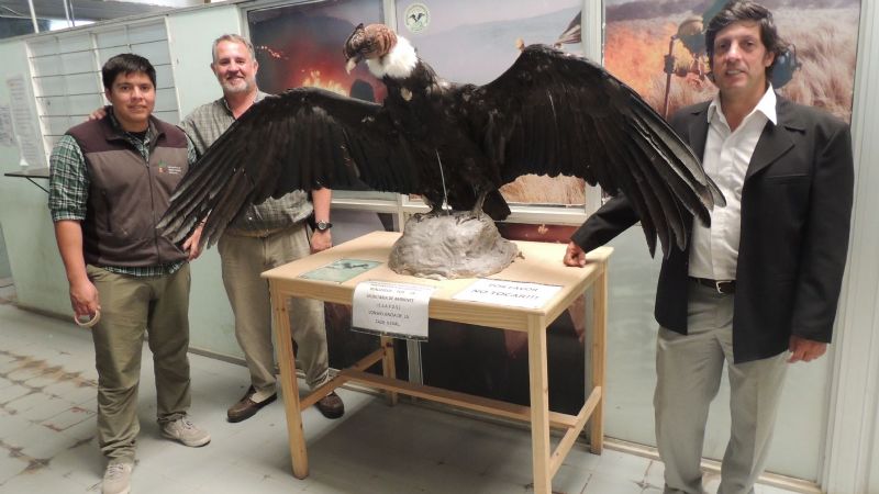 El cóndor que seguirá enseñando