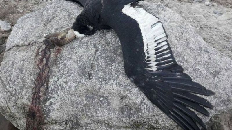 El cóndor que seguirá enseñando