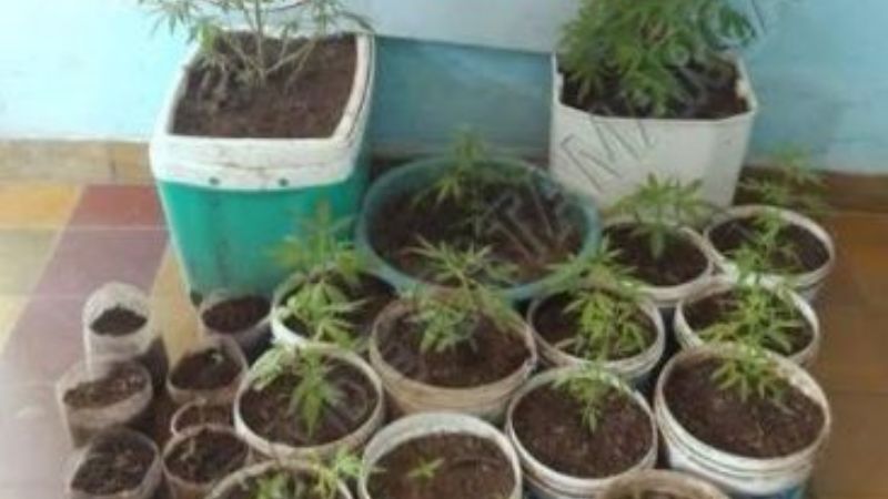 Secuestran 24 macetas con plantines de marihuana