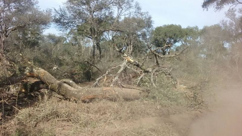 Continúan los desmontes en Santa Rosa