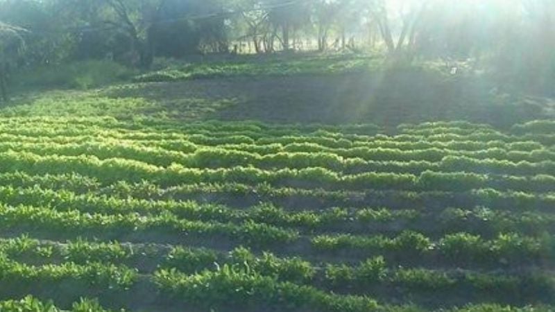 Proyectos comunitarios