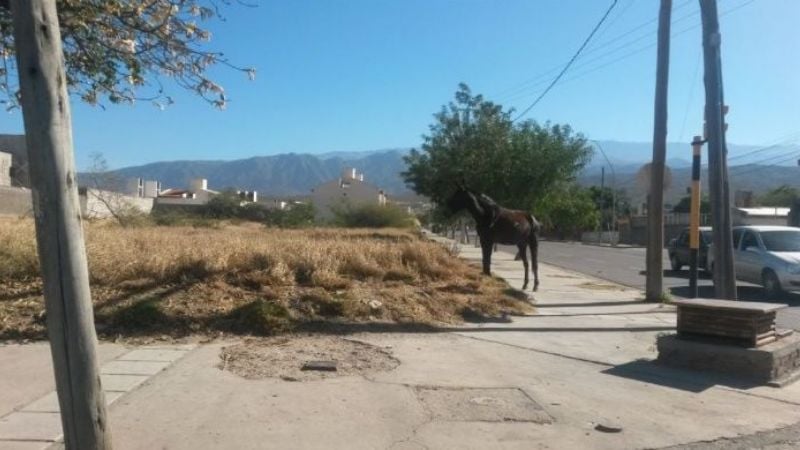 Secuestro de animales sueltos en la ciudad