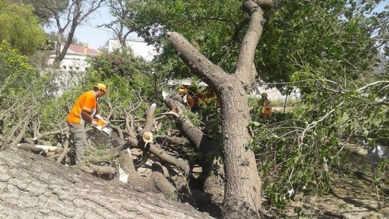 Árbol de gran tamaño se desplomó sobre una casa