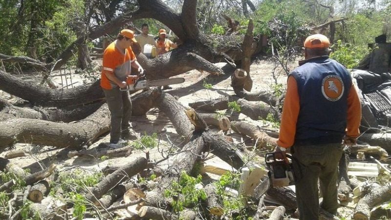 Árbol de gran tamaño se desplomó sobre una casa