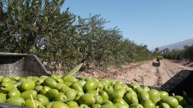 Aseguran que Catamarca y el norte lideran la expansión económica