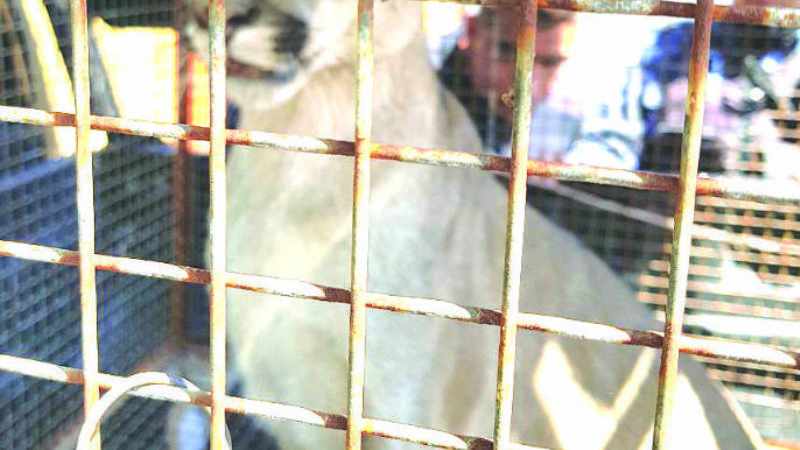 Rescatan a un puma que merodeaba en la ciudad