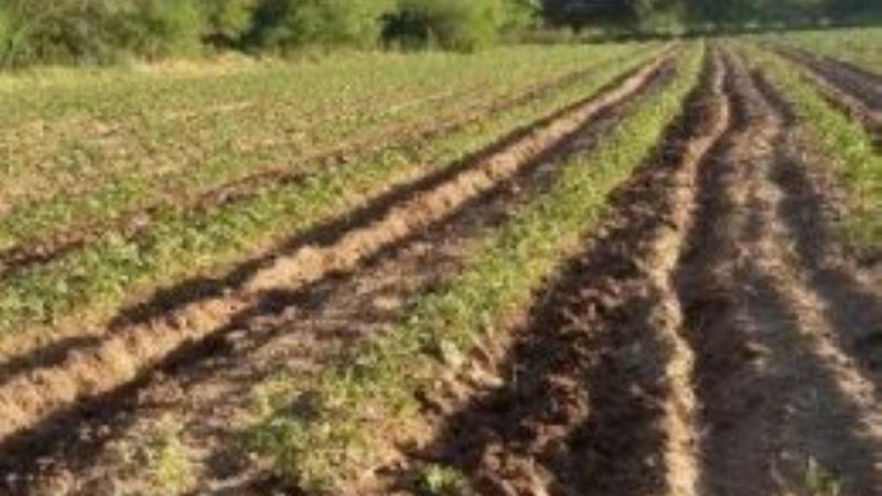 AICAT aclaró cuestionamientos  de productores