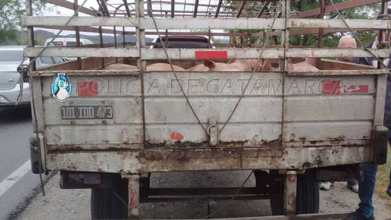 Secuestran porcinos en el puesto caminero El Portezuelo