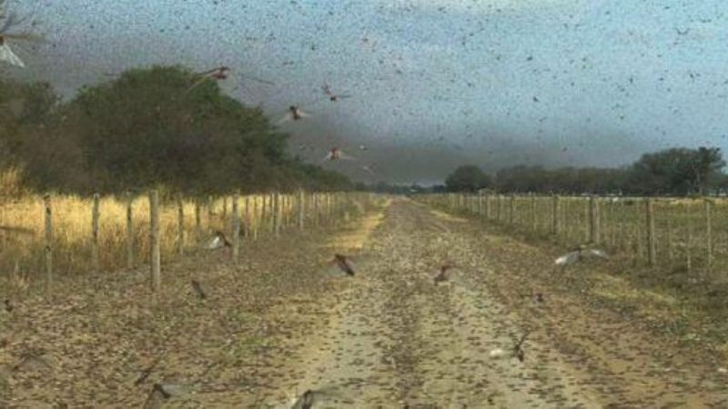 Las langostas acechan a los agricultores del NOA