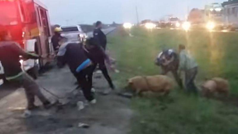 Volcó un camión cargado con chanchos vivos y los vecinos lo saquearon