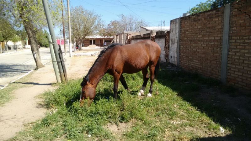 Los animales se pasean por la ciudad sin control