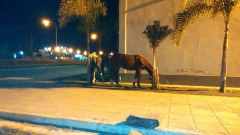 Los animales se pasean por la ciudad sin control
